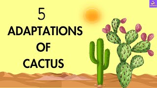 How Does Cactus Survive In Desert  Adaptations Of Cactus Plant [upl. by Muiram]