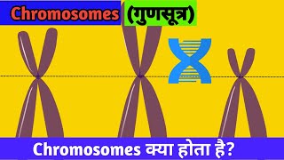 Chromosomes Kya Hota Hai I Types Of Chromosomes I Chromosomes In Hindi। [upl. by Hanleigh509]