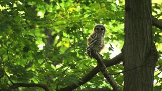 Hungry Young Barred Owl [upl. by Ciredec]