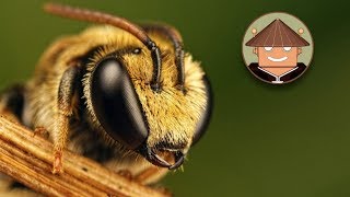 Qué Pasa Con las Abejas l Mini Documental [upl. by Tiemroth]