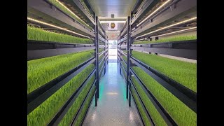 Growing Fodder in an Indoor Hydroponic Farm [upl. by Anwaf]