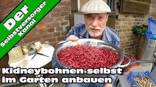 Kidneybohnen im Garten erfolgreich anbauen [upl. by Joelie]