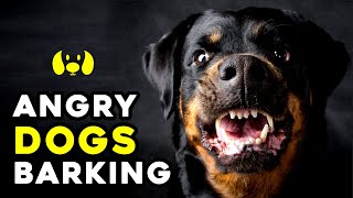 Angry Dogs Barking Sound Effect [upl. by Arabella940]