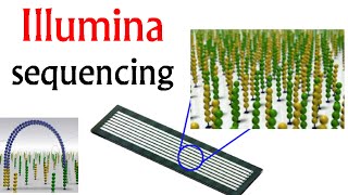 Illumina sequencing  DNA sequencing by synthesis [upl. by Dnesnwot]