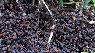 Des fourmis légionnaires sattaquent à des guêpes [upl. by Euqitsym]