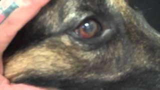 Pannus A Common Eye Problem Seen in The German Shepherd [upl. by Berlauda]