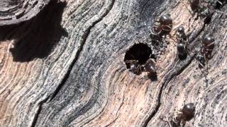 Cornfield Ants Formicidae Lasius alienus in Oak Log [upl. by Gulick]