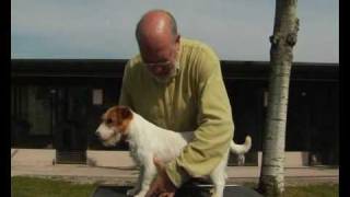 Larrivée du chiot Jack Russel Terrier [upl. by Sheaff700]