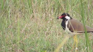 RedWattled Lapwing [upl. by Noreen]