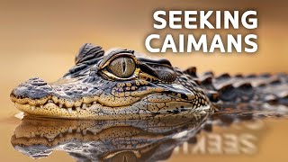 The Elusive Black Caiman Of Guyana  Animal River Challenge  All Out Wildlife [upl. by Eibbob]