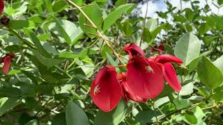 Whats Blooming on Campus Erythrina cristagalli [upl. by Borlase]