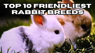 Top 10 Friendliest Rabbit Breeds [upl. by Egrog]