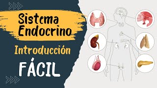 ✅ SISTEMA ENDÓCRINO  Explicado FÁCIL  Glándulas y hormonas [upl. by Pennie353]