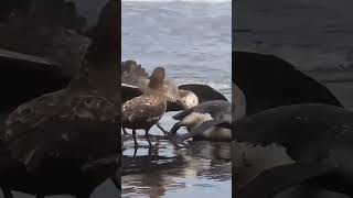 Seagull Ruthlessly Dominates a Penguin – Natures Brutal Side Seagull PredatorVsPrey Wildlife [upl. by Neva]