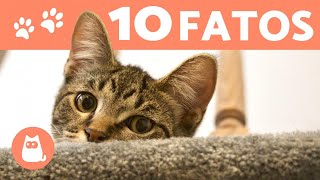 10 CURIOSIDADES sobre GATOS que você precisa conhecer [upl. by Cornelie]