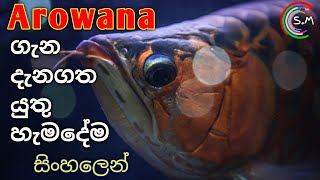 Everything about ArowanasLUCKY FISH in Sinhala  CARE sheet [upl. by Anitsihc]