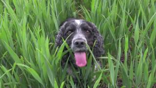 Cocker Spaniels gorgeous but mad [upl. by Blus]