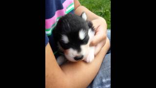 Alaskan Malamute Puppy Howling for The First Time [upl. by Dranal]