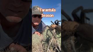 😂 Tarantula Season tarantula primus lajunta [upl. by Oeht]