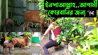 ইনশাআল্লাহআগামী কোরবানি জন্য কেমন হবে🐄 [upl. by Roseanne357]