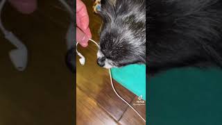 Pudgy the owa owa dog chews on earbuds microphone [upl. by Ikkir]