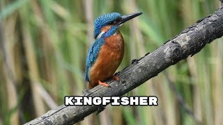 Kingfisher catching a fish [upl. by Geanine889]