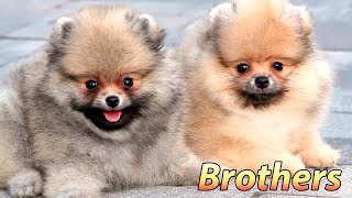 Pomeranian puppies  funny moments from a morning walk [upl. by Lehcsreh]