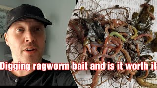 How to dig ragworm for bait [upl. by Wernick279]