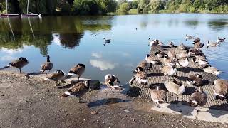 A flock of canada geese resting preening amp wading by the side of the lake at Mote Park Maidstone [upl. by Furnary483]