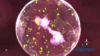 Neutrophil Extracellular Trap [upl. by Martyn346]