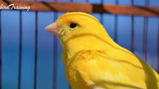 Canary Training Song  The best canary song from a young canary for young canaries 43 minutes [upl. by Hilliard513]