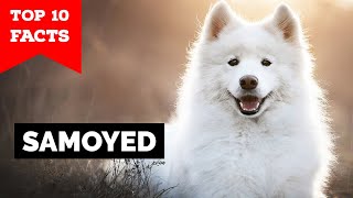 Samoyed  Top 10 Facts [upl. by Thgirw]