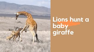 Lions hunt and kill a baby giraffe [upl. by Lowenstern]