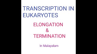 Transcription In Eukaryotes  ELONGATIONampTERMINATION  In Malayalam [upl. by Adianez]