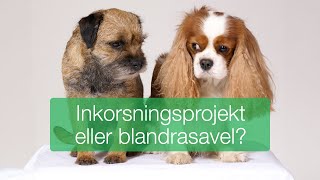 Inkorsningsprojekt eller blandrasavel [upl. by Sabah530]