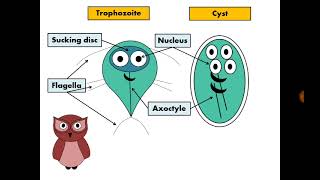 Trofozoito de Giardia lamblia [upl. by Anyk]