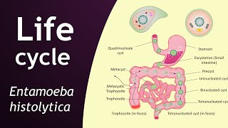 Life cycle of Entamoeba histolytica  parasitology  Basic Science Series [upl. by Ajtak229]