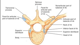 Two Minutes of Anatomy Costovertebral Joints [upl. by Orecul495]