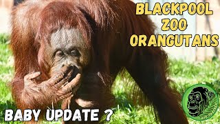 Blackpool Zoo Orangutan Update  Not What You Might Expect [upl. by Anol]