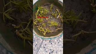 Portulaca propagation💐shortvideo😎 shortfeed viralshort trandingviral song shortyoutubeviral [upl. by Norah]