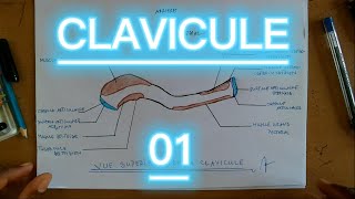 CLAVICULE SCHEMA 01  ANATOMIE [upl. by Suzzy210]