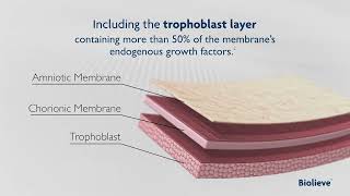 Biolieve Decellularized Placental Membrane [upl. by Clifton]