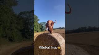 Ridgeback macht einen Mega Jump auf Strohballen hund jump sports rhodesianridgeback [upl. by Rehpotsyrk]