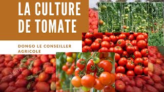 LA CULTURE DE TOMATE comment faire 40 a 60 tonnes lhectare BIEN CULTIVER LA TOMATE [upl. by Yldarb]