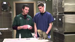 How to Get Rid of Cat Odor in a House [upl. by Nigam]