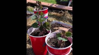 How to Grow Sweet Potatoes from Grocery Store Potatoes [upl. by Assilla]