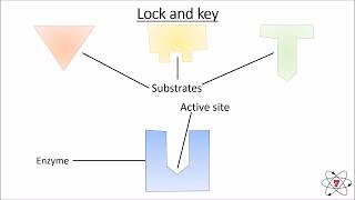 Basic Biology Lesson 9  Enzymes GCSE Science [upl. by Froehlich]