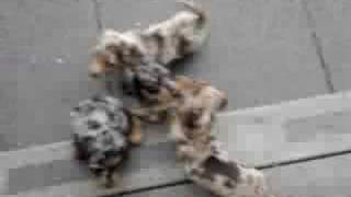 Leas Puppies Dachshund [upl. by Jackson]