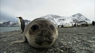 Friendliest seals ever  Antarctica Ep2 [upl. by Marmawke566]