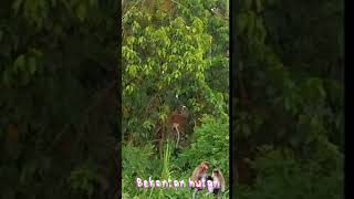 Penampakan bekantan long nosed monkey di pinggir kampung Banjarmasin sungaibiuku [upl. by Izy]